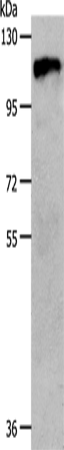 c-Fms Polyclonal Antibody (E-AB-15772)