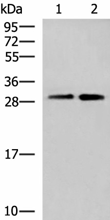 TBCB Polyclonal Antibody (E-AB-52547)