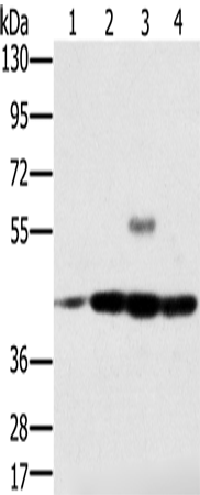 PAICS Polyclonal Antibody (E-AB-11470)