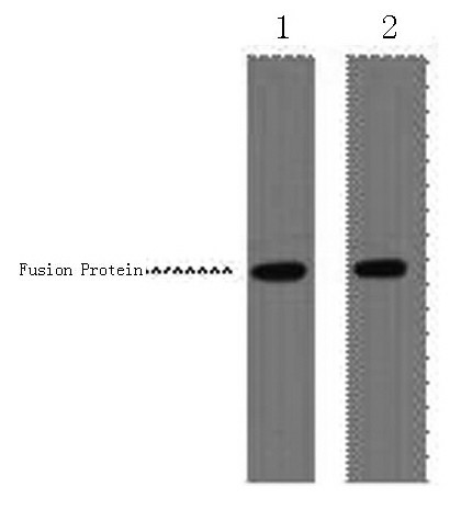 VSV-G-Tag Monoclonal Antibody (E-AB-20011)