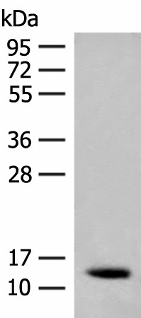 AKAP7 Polyclonal Antibody (E-AB-52175)