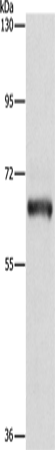 KLC1 Polyclonal Antibody (E-AB-10932)
