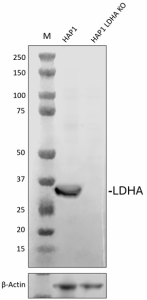 Purified anti-LDHA Antibody (648151)