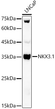 NKX3.1 Polyclonal Antibody (E-AB-92285)