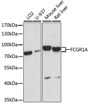 FCGR1A Polyclonal Antibody (E-AB-65851)