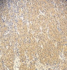 Purified anti-Notch1β Antibody