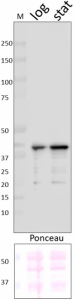 Purified anti-E. coli RNA Sigma S Antibody (663705)