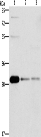 BCL10 Polyclonal Antibody (E-AB-14787)
