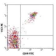 PE anti-human CD268 (BAFF-R) Antibody (316905)