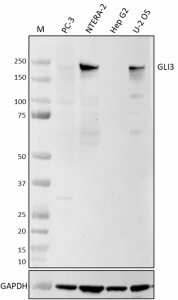 Purified anti-GLI3 Antibody (647751)