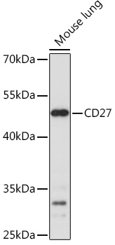 CD27 Polyclonal Antibody (E-AB-93138)