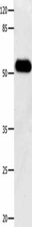 DOK3 Polyclonal Antibody (E-AB-52149)
