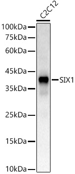 SIX1 Polyclonal Antibody (E-AB-90314)