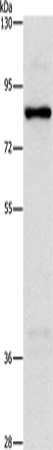 NOL9 Polyclonal Antibody (E-AB-14721)