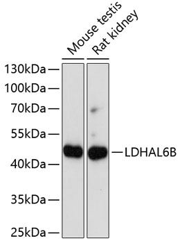 LDHAL6B Polyclonal Antibody (E-AB-65158)