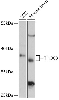 THOC3 Polyclonal Antibody (E-AB-90619)