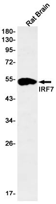 Recombinant IRF7 Monoclonal Antibody (E-AB-81575)