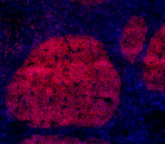Purified anti-human CD20 Antibody (302301)