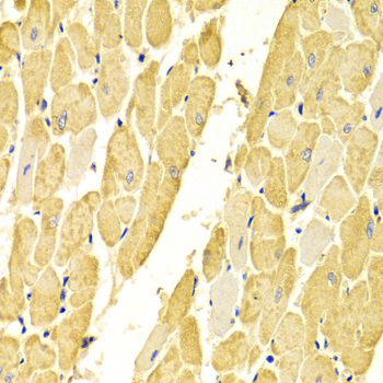 CA3 Polyclonal Antibody (E-AB-60255)