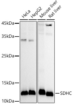 SDHC Polyclonal Antibody (E-AB-92324)
