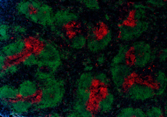 Alexa Fluor® 488 Goat anti-rat IgG (minimal x-reactivity) Antibody (405418)