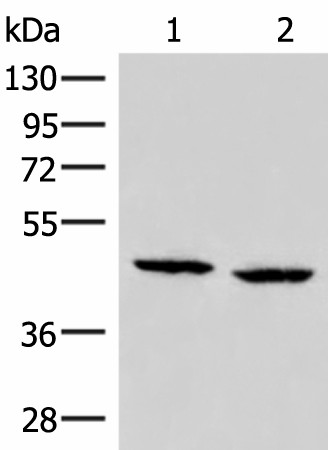 ZFYVE27 Polyclonal Antibody (E-AB-52901)