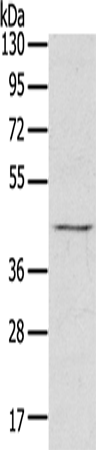 RASSF7 Polyclonal Antibody (E-AB-11525)