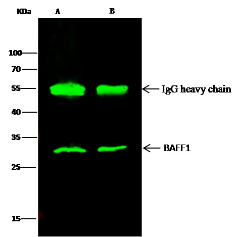 Recombinant BLyS/TNFSF13B/BAFF Monoclonal Antibody (AN300173P)