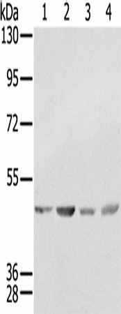 SSB Polyclonal Antibody (E-AB-16883)
