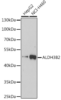 ALDH3B2 Polyclonal Antibody (E-AB-90931)