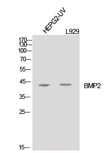BMP2 Polyclonal Antibody (E-AB-33728)