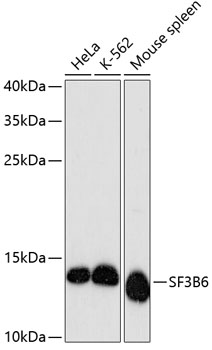 SF3B6 Polyclonal Antibody (E-AB-64453)