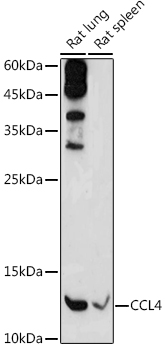 CCL4 Polyclonal Antibody (E-AB-66910)