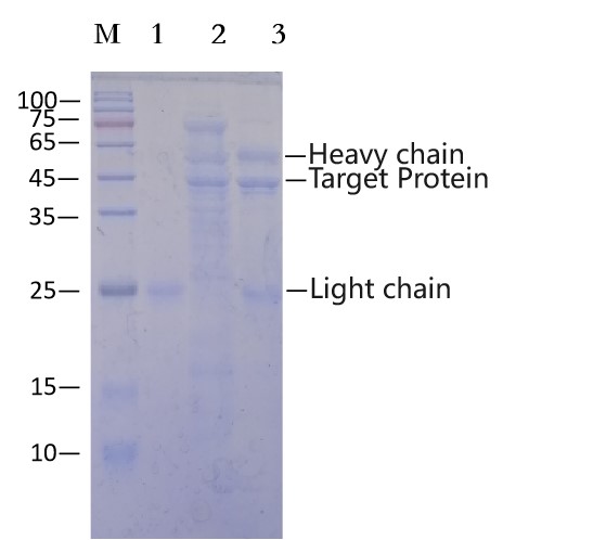 Anti-DYKDDDDK Immunomagnetic Beads (EA-IP-001M)