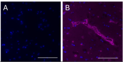 Purified anti-S100A10 Antibody (648840)