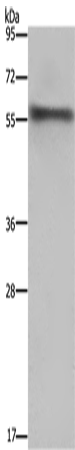 FKBP8 Polyclonal Antibody (E-AB-11242)
