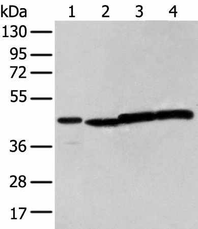 NUDT12 Polyclonal Antibody (E-AB-18387)