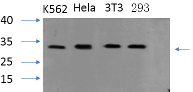 PYCARD Polyclonal Antibody (E-AB-30582)