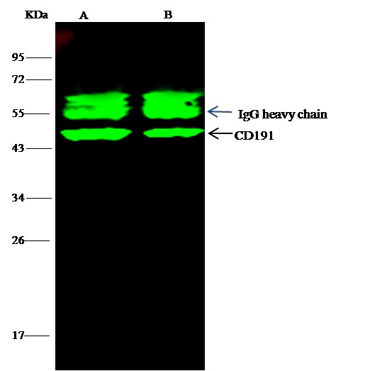 Recombinant CCR1/CD191 Monoclonal Antibody (AN300171P)