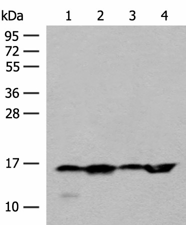 MAGOHB Polyclonal Antibody (E-AB-52691)
