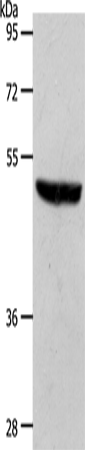 EDG1 Polyclonal Antibody (E-AB-12920)