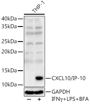 CXCL10/IP-10 Polyclonal Antibody (E-AB-93249)
