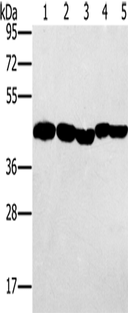 PON1 Polyclonal Antibody (E-AB-13529)
