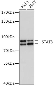(KO Validated) STAT3 Polyclonal Antibody (E-AB-62227)