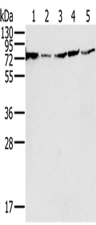 NDUFS1 Polyclonal Antibody (E-AB-15243)