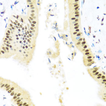 ZBTB17 Polyclonal Antibody (E-AB-62269)