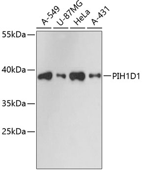 PIH1D1 Polyclonal Antibody (E-AB-64806)