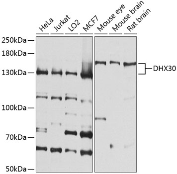 DHX30 Polyclonal Antibody (E-AB-92889)