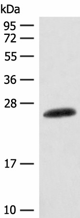 CSNK2B Polyclonal Antibody (E-AB-53247)