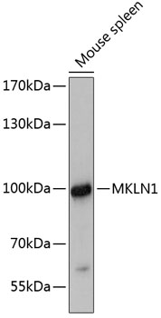 MKLN1 Polyclonal Antibody (E-AB-65873)